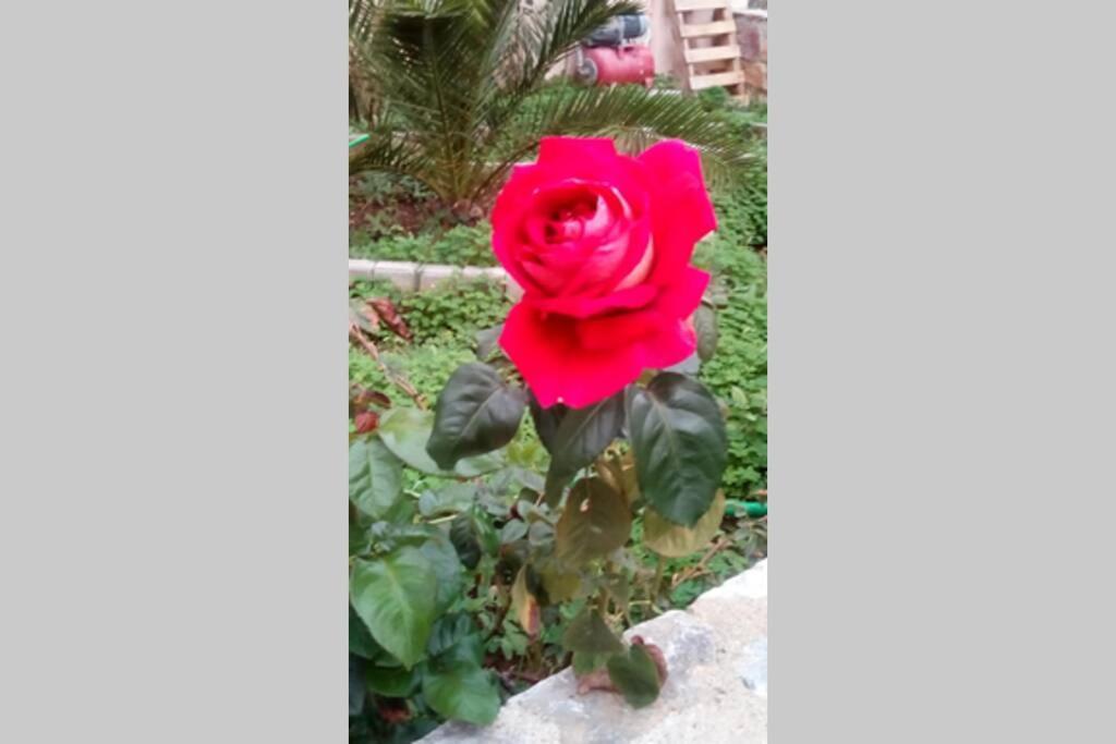 Meandros Apartment Garden View สโกเปลอสทาวน์ ภายนอก รูปภาพ