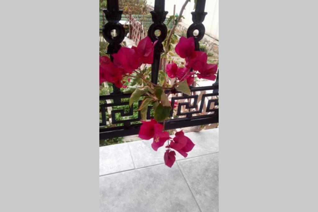 Meandros Apartment Garden View สโกเปลอสทาวน์ ภายนอก รูปภาพ